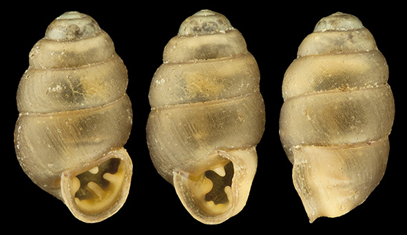 IMG_detallada/Vertigo (Vertigo) pygmaea.jpg